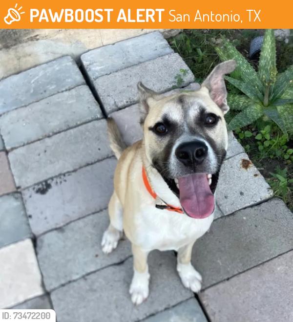 Found/Stray Male Dog last seen Chickering Ave, San Antonio, TX 78210