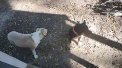 Found/Stray Unknown Dog last seen Sprague st, Winston-Salem, NC 27107