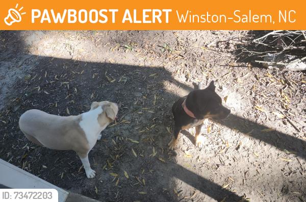Found/Stray Unknown Dog last seen Sprague st, Winston-Salem, NC 27107