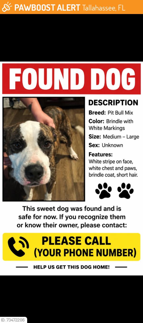 Found/Stray Female Dog last seen Hwy 59, Tallahassee, FL 32308