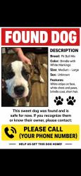 Found/Stray Female Dog last seen Hwy 59, Tallahassee, FL 32308