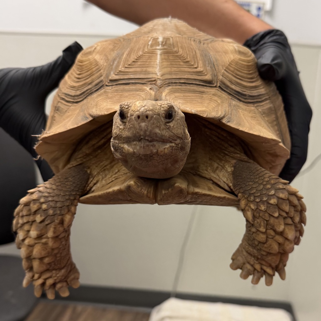 Shelter Stray Unknown Reptile last seen Near W Drescher Street, San Diego, CA, 92111, 5500 Gaines St, San Diego, CA 92110, USA