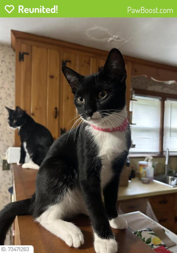 Reunited Female Cat last seen Near W Broad St, Plainville, CT 06062, USA, Plainville, CT 06062