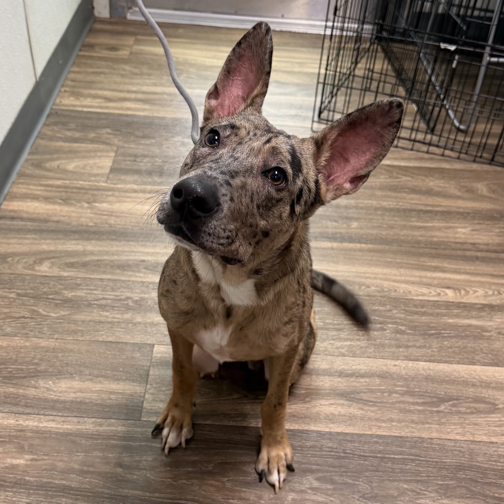 Shelter Stray Male Dog last seen Logan Avenue, San Diego, CA, 92113, 5500 Gaines St, San Diego, CA 92110, USA