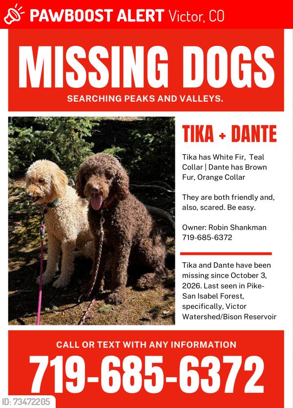 Lost Female Dog last seen We were above Bison reservoir in the wilderness on a hike., Victor, CO 80860
