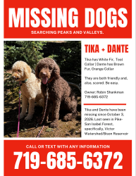 Lost Female Dog last seen We were above Bison reservoir in the wilderness on a hike., Victor, CO 80860