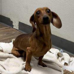 Shelter Stray Male Dog last seen Chollas Parkway, San Diego, CA, 92105, 5500 Gaines St, San Diego, CA 92110, USA