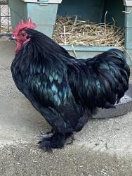 Shelter Stray Male Bird last seen Near Cherokee, San Diego, CA, 92105, 5500 Gaines St, San Diego, CA 92110, USA