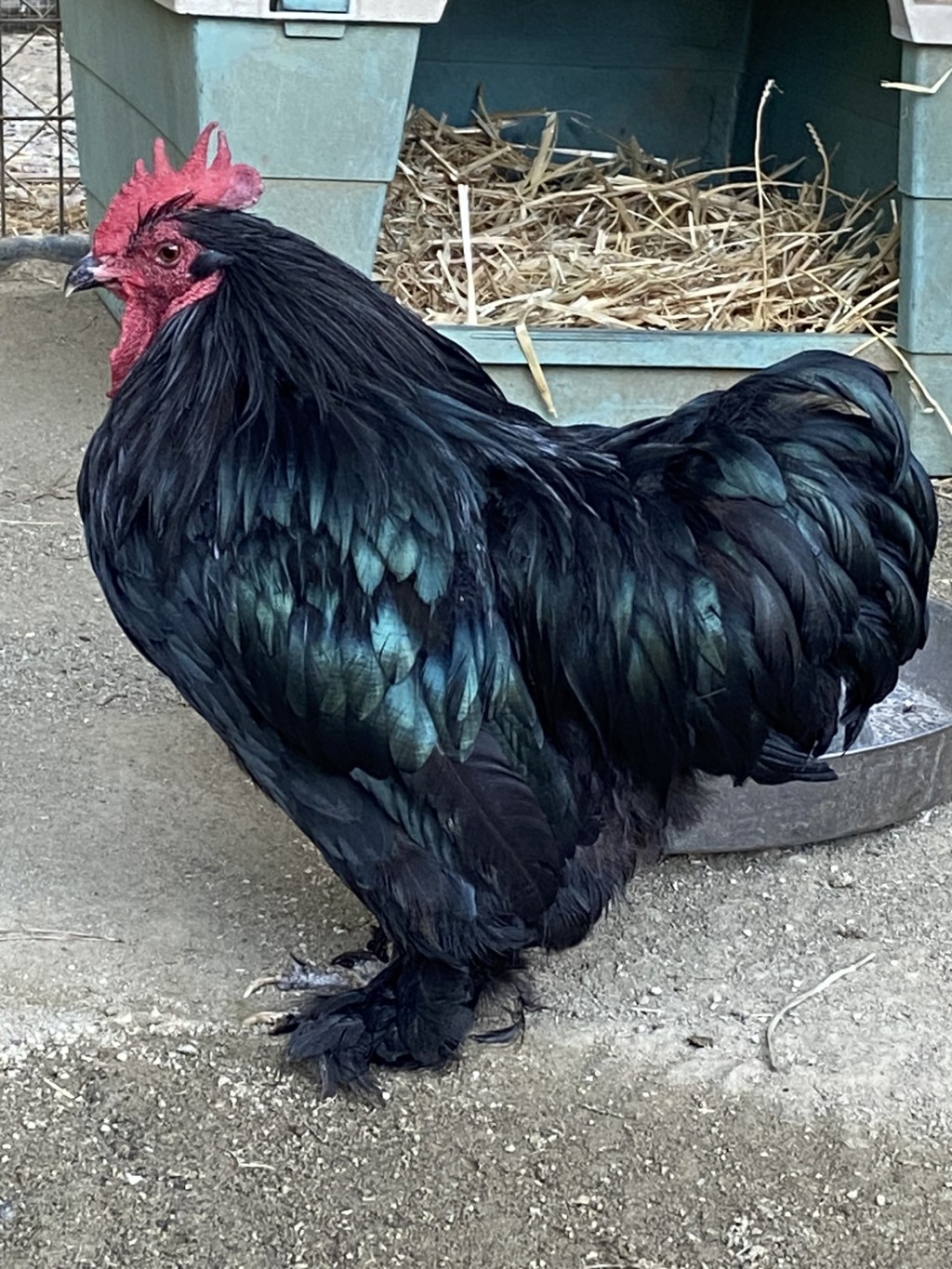 Shelter Stray Male Bird last seen Near Cherokee, San Diego, CA, 92105, 5500 Gaines St, San Diego, CA 92110, USA