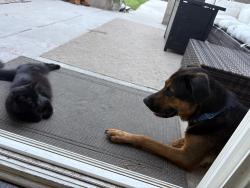 Shelter Stray Female Dog last seen Dairymart Road, San Diego, CA, 92154, 5500 Gaines St, San Diego, CA 92110, USA