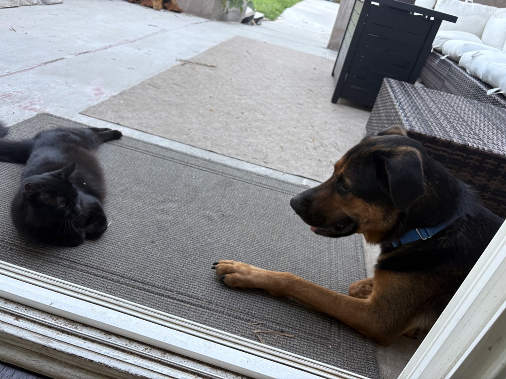 Shelter Stray Female Dog last seen Dairymart Road, San Diego, CA, 92154, 5500 Gaines St, San Diego, CA 92110, USA