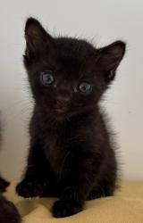 Shelter Stray Female Cat last seen Near Wilshire Road, Oceanside, CA, 92057, Oceanside, CA 92058, USA