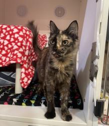 Shelter Stray Female Cat last seen Near Eddie Drive, Vista, CA, 92083, Oceanside, CA 92058, USA