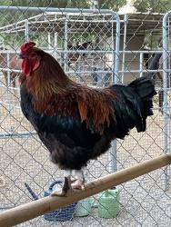 Shelter Stray Male Bird last seen Near Adventure Lane, San Marcos, CA, 92069, Escondido, CA 92027, USA