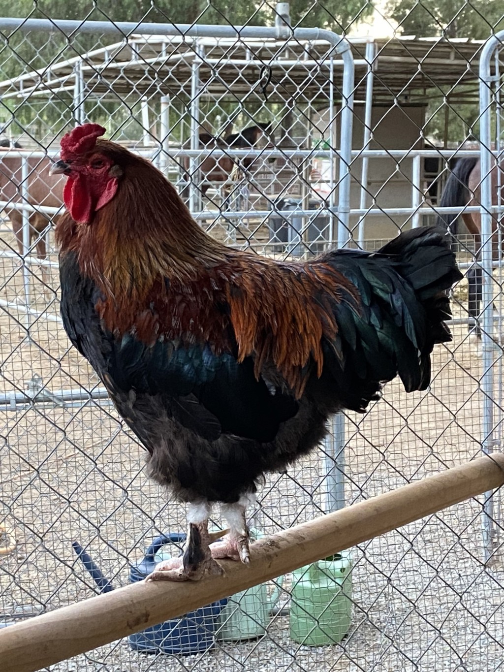 Shelter Stray Male Bird last seen Near Adventure Lane, San Marcos, CA, 92069, Escondido, CA 92027, USA