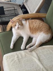 Lost Female Cat last seen Nile ave, Renton, WA 98059