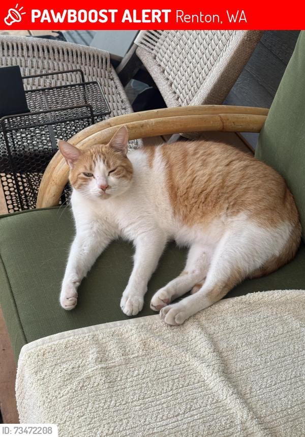 Lost Female Cat last seen Nile ave, Renton, WA 98059