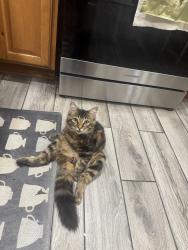 Lost Male Cat last seen Elmurst school, Oakland, CA 94603