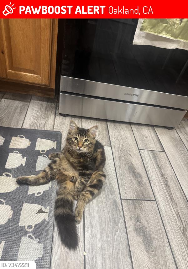 Lost Male Cat last seen Elmurst school, Oakland, CA 94603