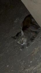 Lost Female Cat last seen Near Ballinger, San Diego, CA 92119
