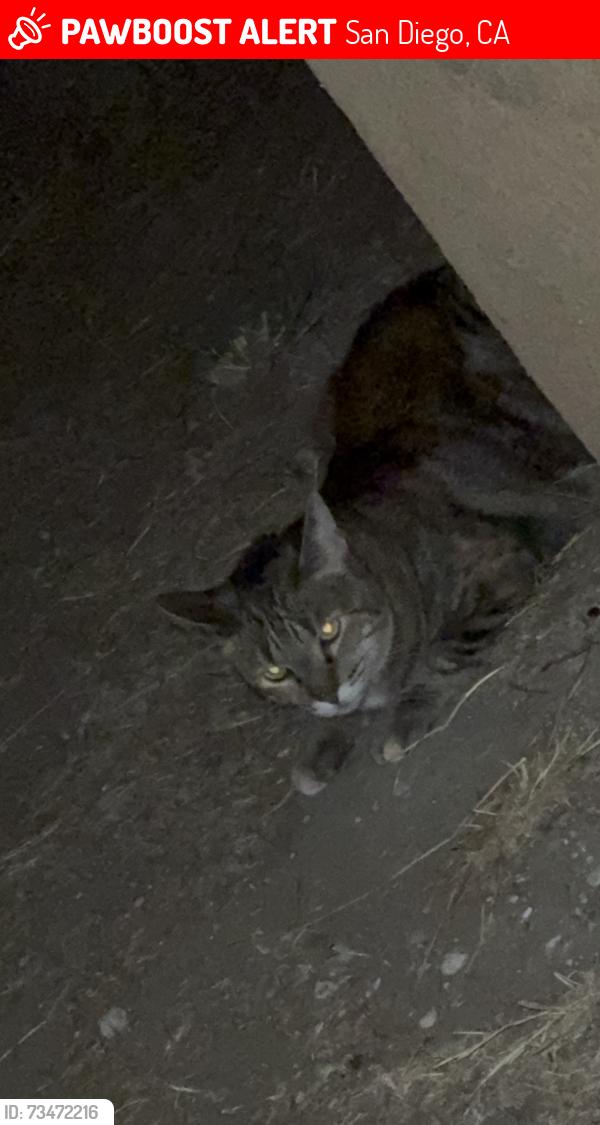 Lost Female Cat last seen Near Ballinger, San Diego, CA 92119