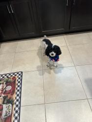 Lost Male Dog last seen Tillman Lakes, Palm Bay, FL 32908