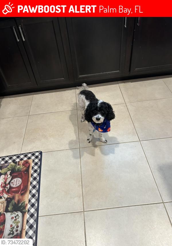 Lost Male Dog last seen Tillman Lakes, Palm Bay, FL 32908