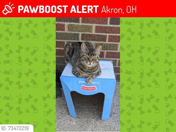 Lost Female Cat last seen Schocalog, Akron, OH 44321