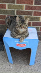 Lost Female Cat last seen Schocalog, Akron, OH 44321