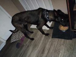 Lost Male Dog last seen whitelane,brundage,union, California,mount Vernon, Bakersfield, CA 93301