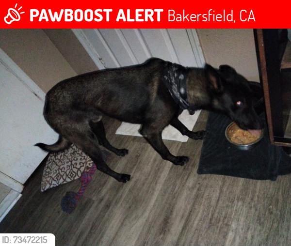Lost Male Dog last seen whitelane,brundage,union, California,mount Vernon, Bakersfield, CA 93301