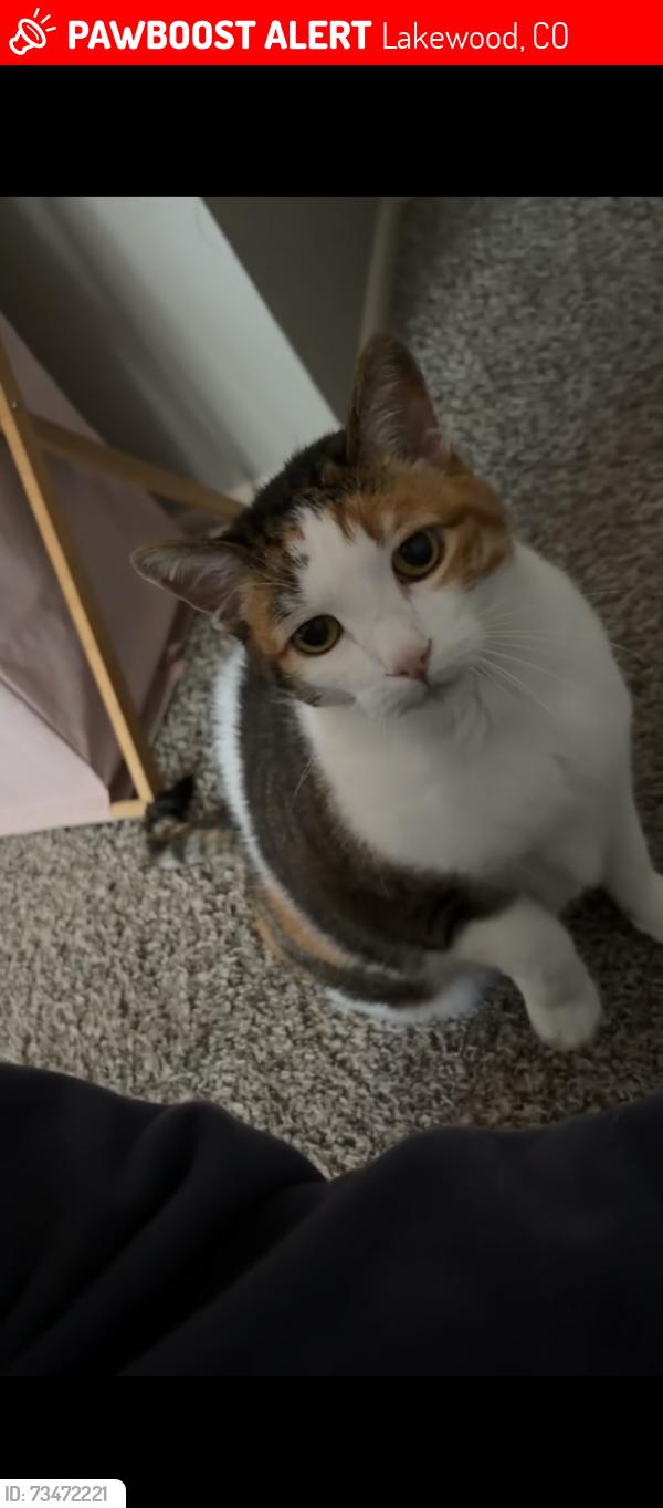 Lost Female Cat last seen W Green Mountain Drive and S Wright St by down the street from the highschool, Lakewood, CO 80228