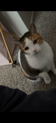 Lost Female Cat last seen W Green Mountain Drive and S Wright St by down the street from the highschool, Lakewood, CO 80228