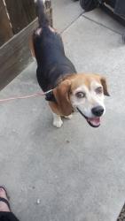Reunited Male Dog last seen Cost Less on Yosemite blvd and Creekwood dr, Modesto, CA 95357