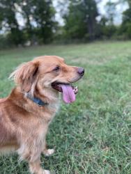Reunited Male Dog last seen Kim Drive / Johnson Street, High Point, NC 27265