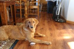 Reunited Female Dog last seen Season's Parkway, Winterberry Drive, Woodbury, MN 55125