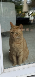 Lost Female Cat last seen Rt 31 and lake rd, Holley, NY 14470