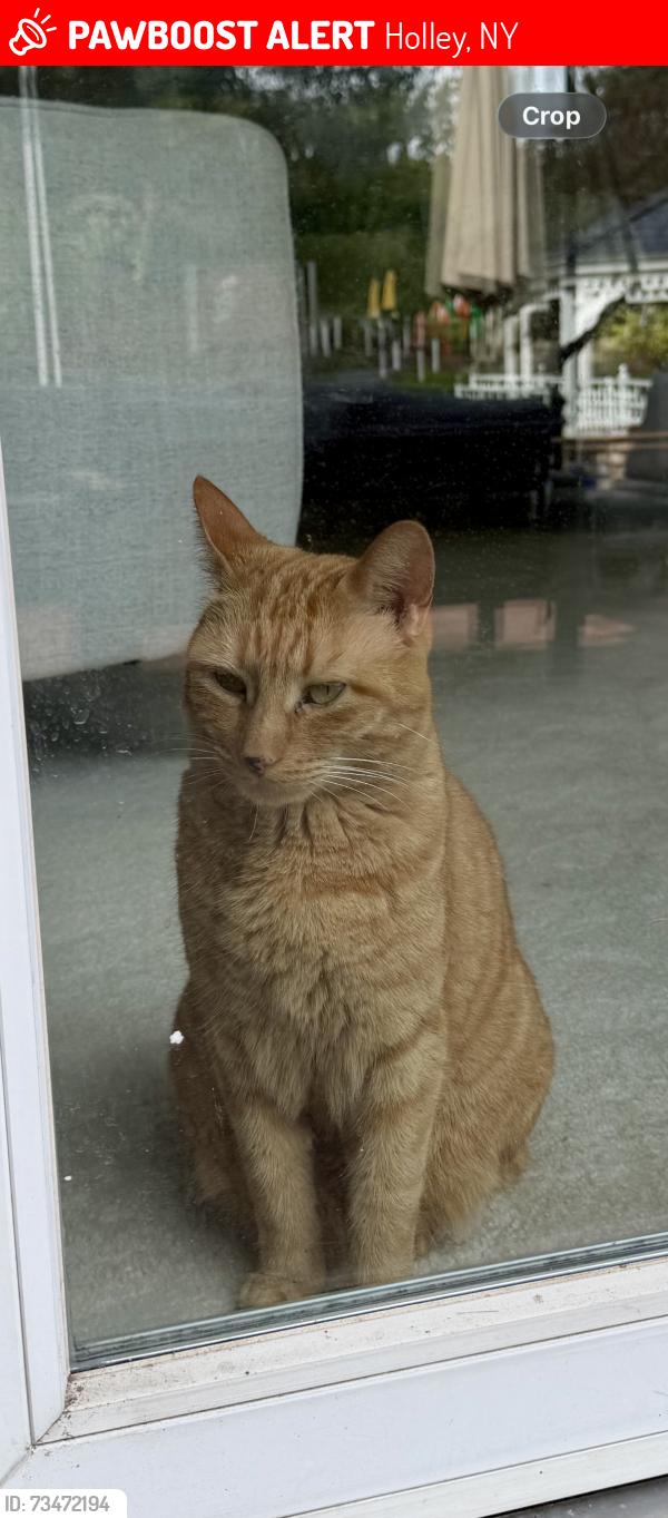 Lost Female Cat last seen Rt 31 and lake rd, Holley, NY 14470