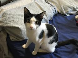 Found/Stray Unknown Cat last seen 166th Street, The Bronx, NY 10456