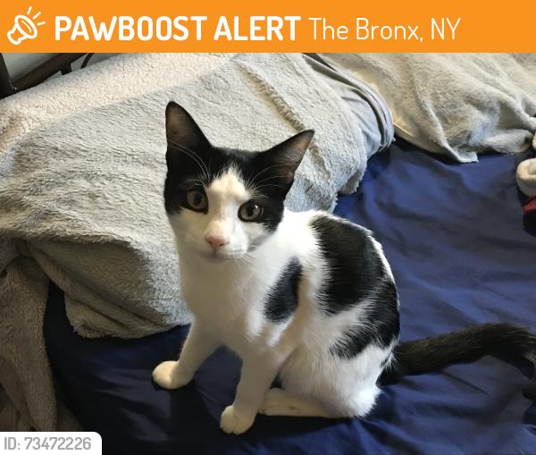 Found/Stray Unknown Cat last seen 166th Street, The Bronx, NY 10456