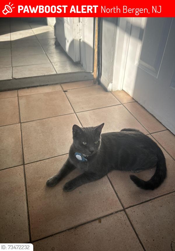 Lost Male Cat last seen John F. Kennedy Blv, North Bergen, NJ 07047
