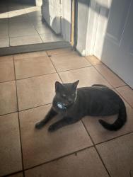 Lost Male Cat last seen John F. Kennedy Blv, North Bergen, NJ 07047