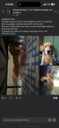 Reunited Female Dog last seen Judy Drive, Cressona, PA 17929