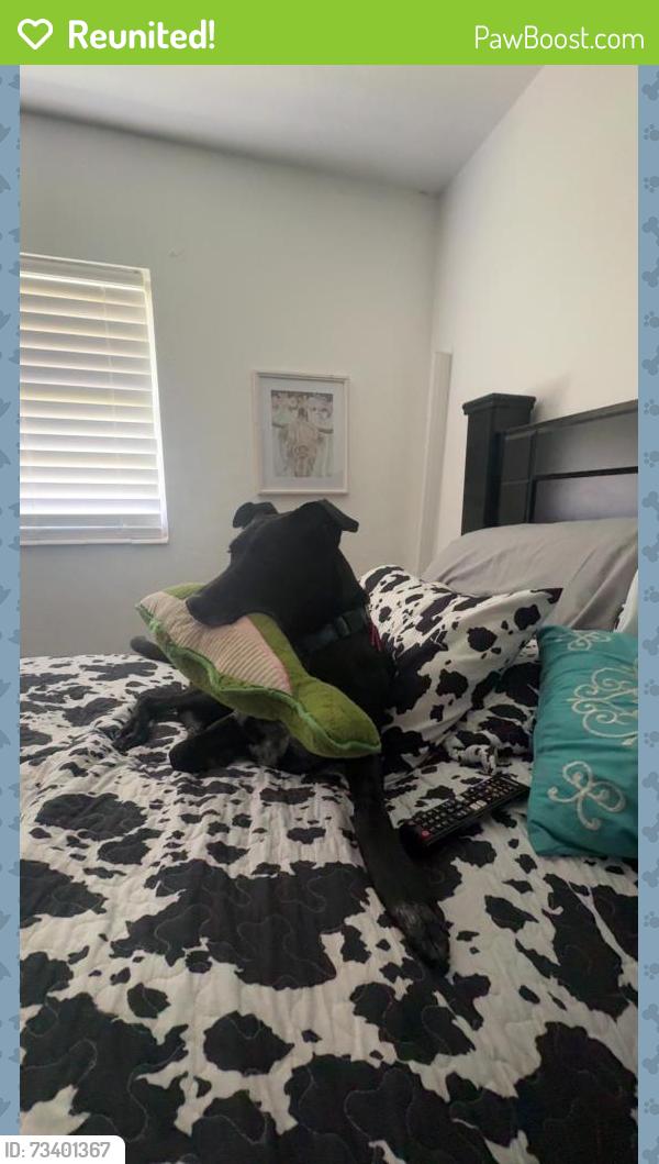 Reunited Female Dog last seen Northwood pines, Gainesville, FL 32653