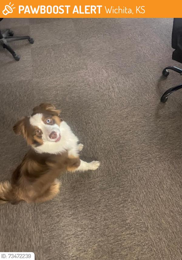 Found/Stray Female Dog last seen West St and 31st St S, Wichita, KS 67217