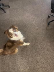 Found/Stray Female Dog last seen West St and 31st St S, Wichita, KS 67217