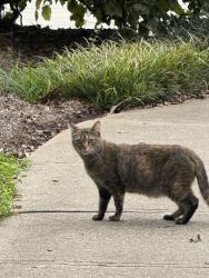 Found/Stray Unknown Cat last seen Off East Cherokee Drive, Canton, GA 30115