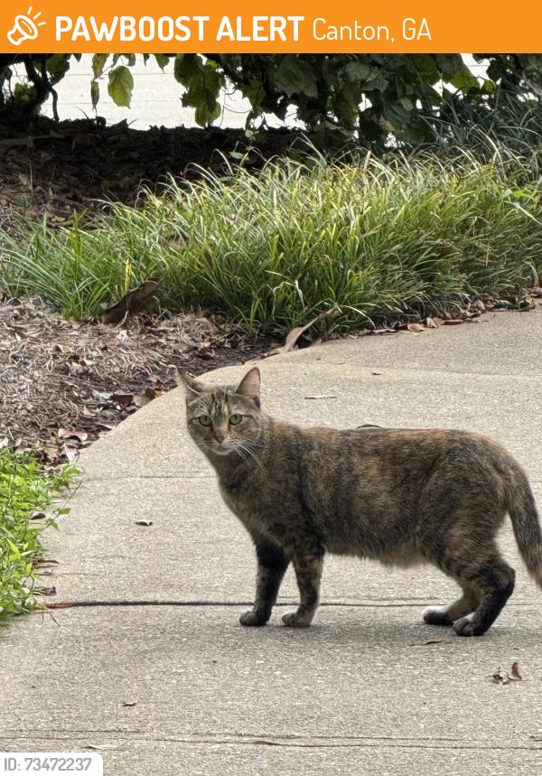 Found/Stray Unknown Cat last seen Off East Cherokee Drive, Canton, GA 30115