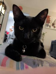 Lost Male Cat last seen Kennedy Ave, Cincinnati, OH 45213