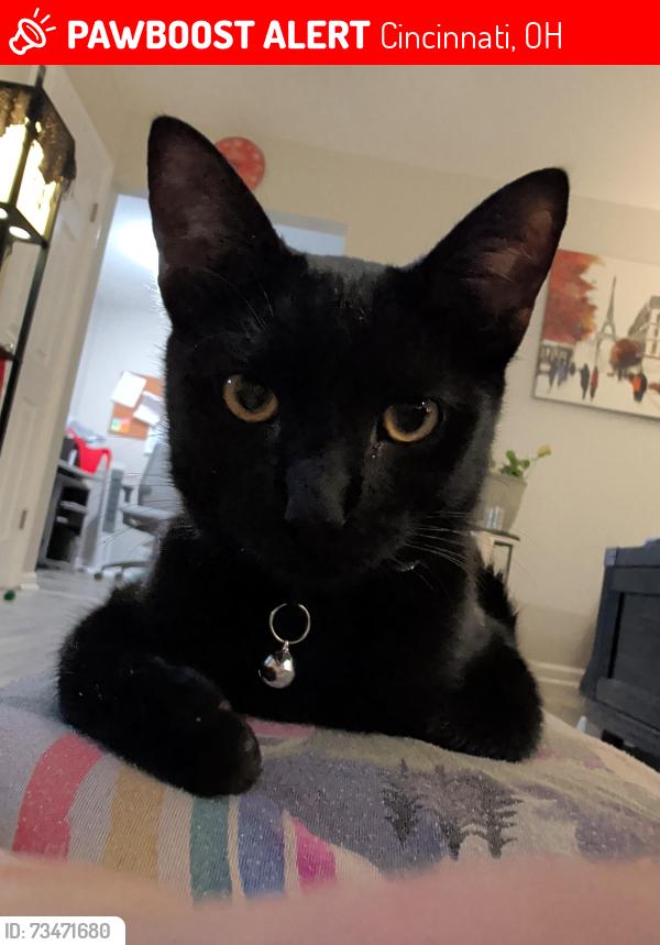 Lost Male Cat last seen Kennedy Ave, Cincinnati, OH 45213